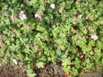 Geranium cantabrigiense soorten, Ophalen, Bodembedekkers, Vaste plant, Halfschaduw