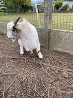 Geitje dwerg geitje, Dieren en Toebehoren, Schapen, Geiten en Varkens, Mannelijk, Geit, 0 tot 2 jaar