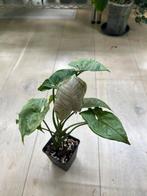 Syngonium Grey Ghost Green Splash, Huis en Inrichting, Kamerplanten, Ophalen of Verzenden