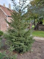 Kerstbomen Picea omorika, Ophalen