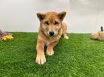 Shiba Inu puberpup, Dieren en Toebehoren, België, 15 weken tot 1 jaar, CDV (hondenziekte), Eén hond