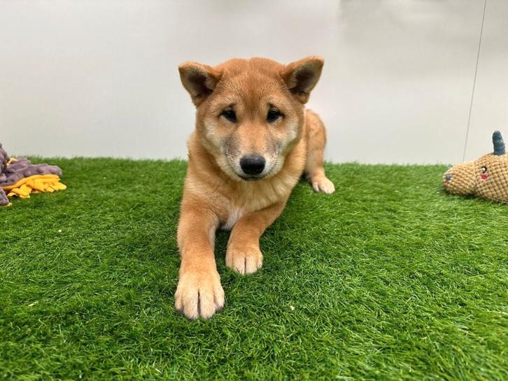 Shiba Inu puberpup, Dieren en Toebehoren, Honden | Poolhonden, Keeshonden en Oertypen, Reu, Overige rassen, Fokker | Professioneel