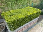 Buxus struik, Moins de 100 cm, Enlèvement ou Envoi, Buis, Haie