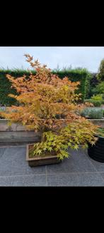 Prachtige Bonsai, Tuin en Terras, Planten | Bomen, Ophalen