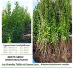 ZEER GROTE MATEN GROENE LIGUSTER, 1,5O/1,7O METER, 2,5o€/ST, Ophalen, Liguster, Haag, 100 tot 250 cm