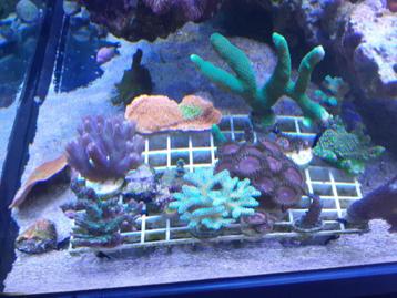 aquarium recifal frags à 5 euros