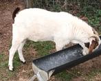 geitenbok, Dieren en Toebehoren, Schapen, Geiten en Varkens, Mannelijk, Geit, 0 tot 2 jaar