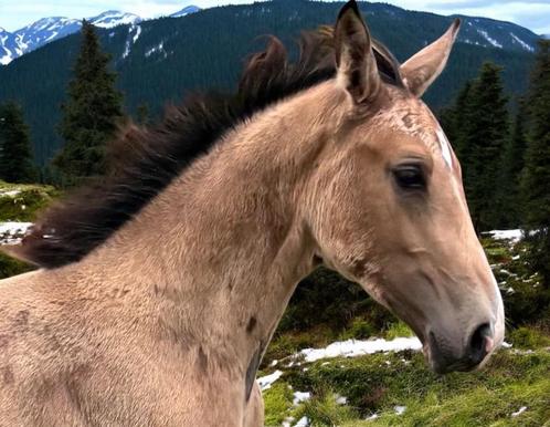 Kwaliteit en kleur prachtig NRPS valk hengst 1e premie!, Dieren en Toebehoren, Paarden, Hengst, Z