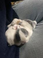 2 dwergkonijnen rammelaar, Dieren en Toebehoren, Konijnen, Mannelijk, Dwerg, 0 tot 2 jaar