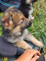 Duitse herders pups, Dieren en Toebehoren, Honden | Herdershonden en Veedrijvers, België, CDV (hondenziekte), 8 tot 15 weken, Meerdere