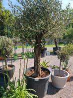 Terrasolijfboom Olea Europaea, Tuin en Terras, Planten | Bomen, Ophalen