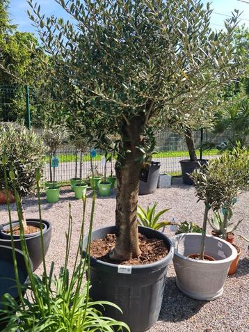 Terrasolijfboom Olea Europaea  beschikbaar voor biedingen