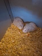 Cavia's, Animaux & Accessoires, Rongeurs, Mai, Cobaye