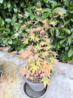 Érable Palmé, Ophalen