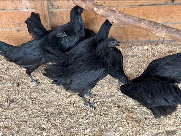 Ayam cemani , losse hennen