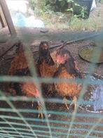 Brahma kippen te koop 20 euro per stuk 4 maanden oud, Dieren en Toebehoren, Pluimvee, Meerdere dieren, Kip