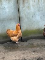 Orpington buff haan, Dieren en Toebehoren, Pluimvee, Mannelijk, Kip