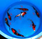 Prachtige showa  en Sanke, Dieren en Toebehoren, Vissen | Vijvervissen