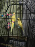 Koppel Halsbandparkiet Te Koop, Dieren en Toebehoren, Vogels | Parkieten en Papegaaien, Meerdere dieren, Papegaai, Geringd