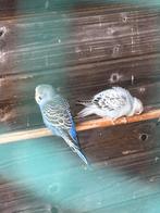 Jonge grasparkieten te koop, Dieren en Toebehoren, Vogels | Parkieten en Papegaaien, Meerdere dieren, Parkiet