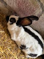 Vlinder moer, Dieren en Toebehoren, Konijnen, Vrouwelijk, Middelgroot, 0 tot 2 jaar