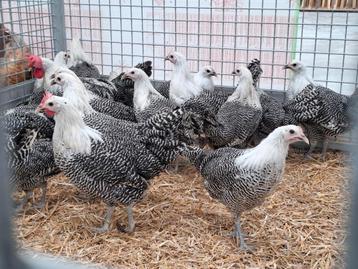 Zilverbrakels zilverbrakel brakel kippen, Plusieurs animaux, Poule ou poulet