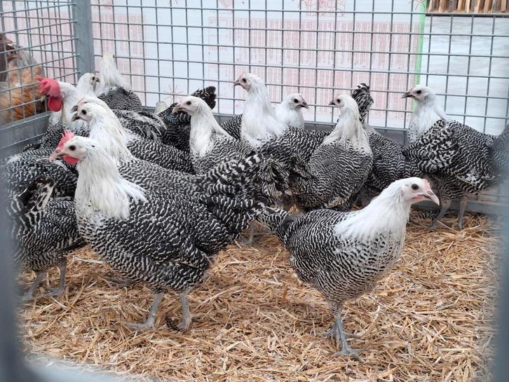 Zilverbrakels zilverbrakel brakel kippen, Dieren en Toebehoren, Pluimvee, Kip, Meerdere dieren
