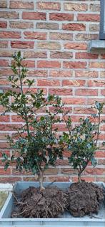 Ilex aquifolium, Tuin en Terras, Ophalen, Lente, Minder dan 100 cm