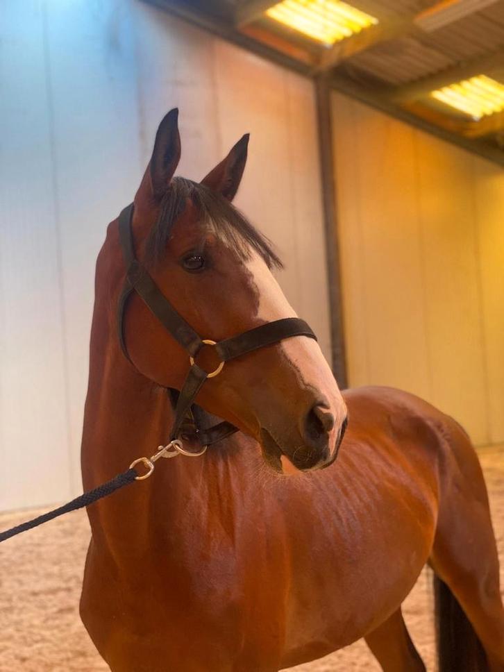 Springpaard te koop, Animaux & Accessoires, Chevaux, Hongre, Débourré, Cheval de saut