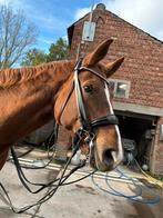 Stang en trens hoofdstel maat full, Ophalen, Zo goed als nieuw, Dressuur