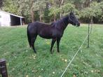 Jonge apha solid paint / quarter merrie, Dieren en Toebehoren, Paarden, Merrie, Minder dan 160 cm, Gechipt, 3 tot 6 jaar