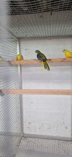 goudgele dilute opaline turquoisine 2025, Dieren en Toebehoren, Meerdere dieren, Parkiet, Geringd