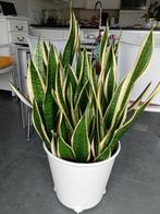 Sanseveria of vrouwentong groot in pot op wieltjes, Huis en Inrichting, Kamerplanten, Ophalen, In pot