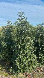 Professioneel gekweekte Portugese Laurier Oisterwijk, Tuin en Terras, Ophalen of Verzenden, Laurier, Haag