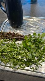 Gratis aquarium plantjes, Ophalen, Zo goed als nieuw