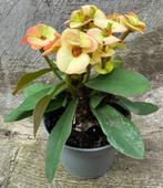 Euphorbia Milii 'Hera', Maison & Meubles, Plantes d'intérieur, Plante succulente, Envoi, Moins de 100 cm