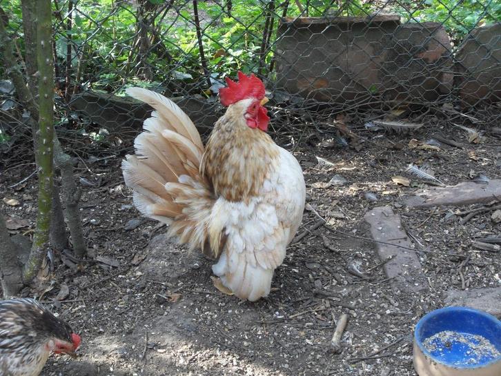 Jonge serama haantjes, Dieren en Toebehoren, Pluimvee, Kip, Mannelijk