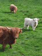 A.V. VACHES HIGHLAND, Enlèvement ou Envoi, Neuf