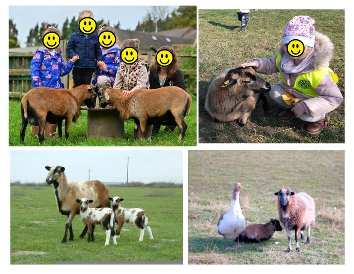 Kameroenschapen kameroen schapen Dwerggeit Kameroenschaap, Dieren en Toebehoren, Schapen, Geiten en Varkens