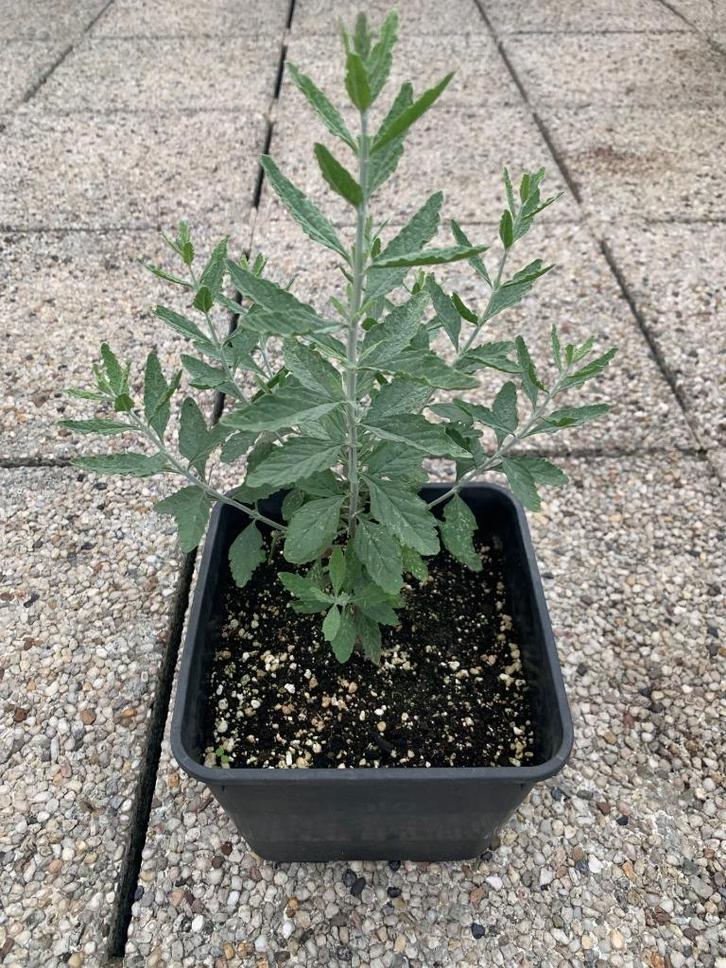Jonge Plantjes Russische Lavendel 'Blue Spire', Tuin en Terras, Planten | Tuinplanten, Ophalen