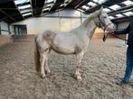 Lieve, aanhankelijke D pony, Animaux & Accessoires, Poneys, Poney de récréation, Poney D (1.37 m à 1.48m), Non dressé, Jument