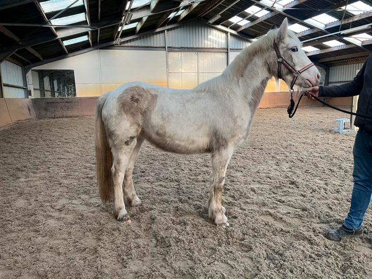 Lieve, aanhankelijke D pony, Dieren en Toebehoren, Pony's, Merrie, Onbeleerd, D pony (1.37m tot 1.48m), Recreatiepony, 3 tot 6 jaar