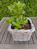 Crassula vetplantjes 3 en 5 euro per stuk, Tuin en Terras, Ophalen