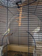 Agaat kanaries, Dieren en Toebehoren, Vogels | Kanaries
