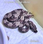 Boa nk 25, Dieren en Toebehoren, Reptielen en Amfibieën, Slang, Tam, 0 tot 2 jaar
