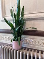 Sansevieria, Groene kamerplant, Ophalen, Minder dan 100 cm
