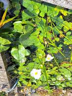 vijver, Tuin en Terras, Ophalen of Verzenden