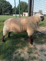 Mannelijke schapen 60 kg, Dieren en Toebehoren, Mannelijk, Schaap
