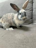 mannetjes konijn 11 weken oud!, Dieren en Toebehoren, Konijnen, Mannelijk, Dwerg, 0 tot 2 jaar