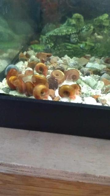 posthoornslakken beschikbaar voor biedingen